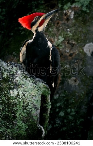 A closeup view of a Pileated woodpecker bird perched on a mossy tree