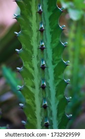 484 Pillar cactus Images, Stock Photos & Vectors | Shutterstock