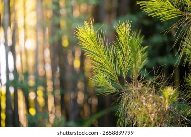 A Close-Up View of Pine Branches in the Forest with Warm Sunlight Filtering Through the Trees