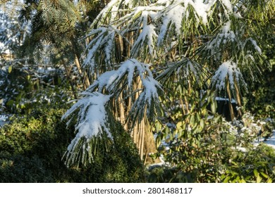 Close-up view of pine branches of white pine dusted with light layer of snow. Green needles are interspersed with patches of white snow, creating delicate contrast.
