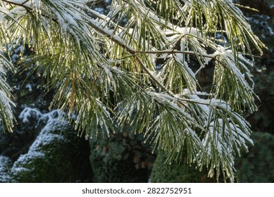 Close-up view of pine branches of white pine dusted with light layer of snow. Green needles are interspersed with patches of white snow, creating delicate contrast. Sunlight illuminates the scene