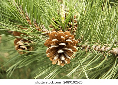 Close-up view of pine cone on branch, surrounded by green pine needles - Powered by Shutterstock