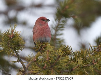 Closeup View Of A Pine Grosbeak