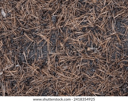 Close-Up View of Pine Needles Scattered on Forest Floor During Autumn