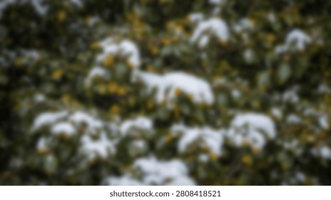 Close-up view of pine tree branches covered in fresh snow during a winter day.