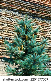 Closeup View Of The Pine Tree With Long Skinny Yellow Cones In Front Of Brick And River Rock Wall