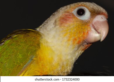 94 Pineapple conure Images, Stock Photos & Vectors | Shutterstock