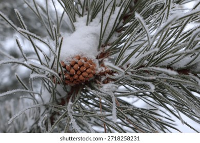 A close-up view of a pinecone in a pine tree, covered in snow and surrounded by pine tree needles. The pinecone gives a festive look in this winter snowy scene.