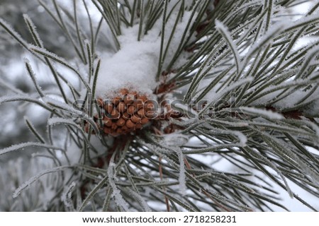 A close-up view of a pinecone in a pine tree, covered in snow and surrounded by pine tree needles. The pinecone gives a festive look in this winter snowy scene.
