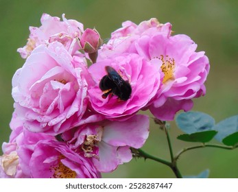 A close-up view of the pink roses that attract bumblebee as the plant pollinators in the healthy garden - Powered by Shutterstock