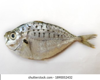 Closeup View Of Pony Fish (Leiognathidae) Isolated On White Background.Selective Focus.