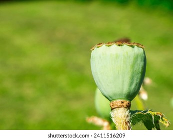 Close-up view of a poppy seed capsule against a green blurred nature background.

