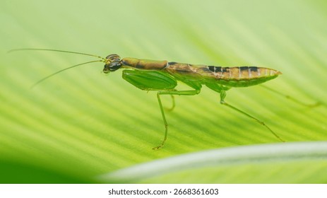 Close-up view of a praying mantis navigating a vibrant green leaf, highlighting delicate features and an enchanting presence within the natural world