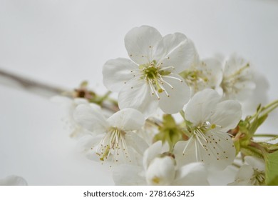 Close-up view of pristine white cherry blossoms unfurling their petals, showcasing their delicate stamens and pistils on a subtle, light-colored backdrop
