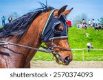 Closeup view of  purebred horse at racing event green meadow Bulgaria. Beloslav,Bulgaria-April 19th 2014:Horses running on a meadow  racecourse at traditional event celebrating Todorov day.