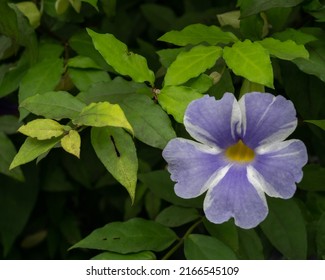 Closeup View Of Purple Blue And White Variegated Flower Of Tropical Bush Thunbergia Erecta Aka Bush Clock Vine Or King's Mantle Outdoors In Garden