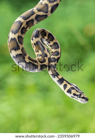 Closeup view at python snake

