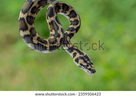 Closeup view at python snake
, animal closeup