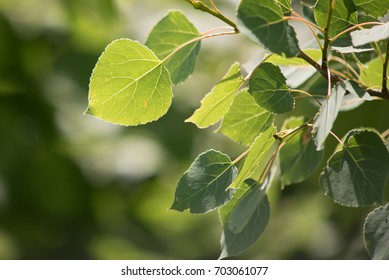 Closeup View of Quaking Aspen Leaves