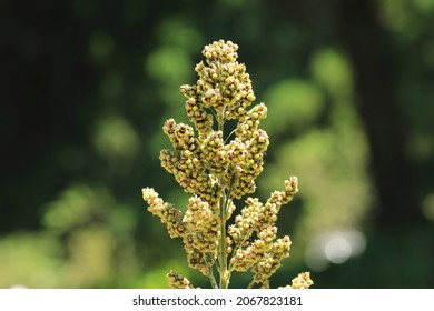 close-up view of Quinoa plant(Chenopodium quinoa) growing in the plantation