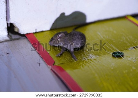 Close-up view of a rat captured on a glue trap. Pest control, rodent infestation, and household hygiene concept.