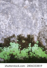A close-up view of a raw, aged wall where nature reclaims its space