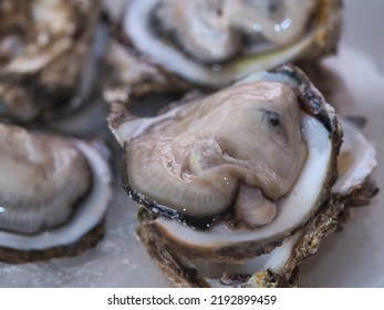 Closeup View Of Raw Oysters On Ice