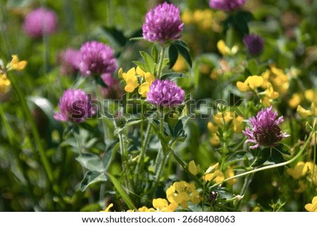 A closeup view of the red clover