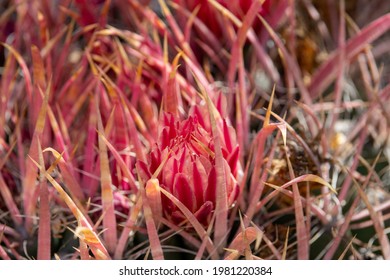 Close-up View Of A Red Flower On Top  Of A Fire Barrel Cactus.