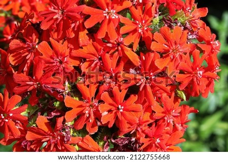 Closeup view of the red flowers on a maltese cross plant