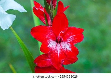 Close-up view of red gladiolus flower in bloom with white patterns on petals, set against blurred green background. - Powered by Shutterstock