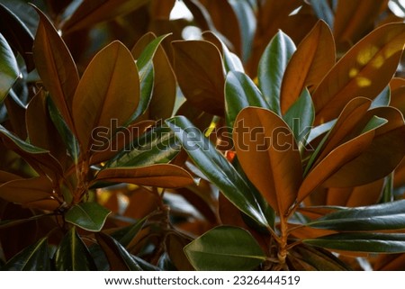 Close-up view of red and green southern magnolia tree leaves on a summer afternoon in Orlando, Florida