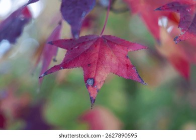 Close-up view of red maple leaf.