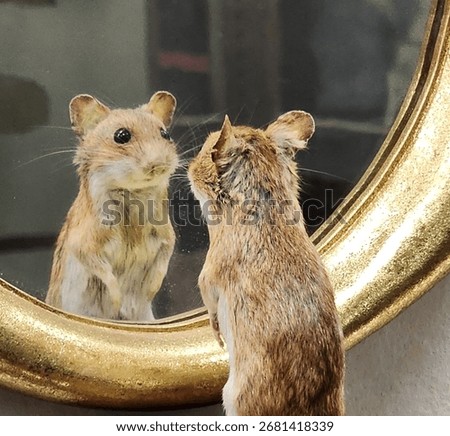 Close-up view of the reflection of a mouse standing in front of a mirror and looking at itself