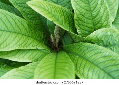 A close-up view reveals a lush patch of bright green leaves of the plant, Didymocarpus cortusifolius, showcasing their intricate vein patterns and vibrant texture. This image captures the essence of natural beauty.