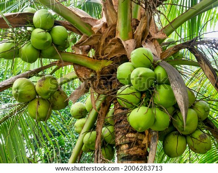Close-up view of ripe green coconuts growing in clusters at the top of a palm tree (Cocos nucifera) in the Philippines.