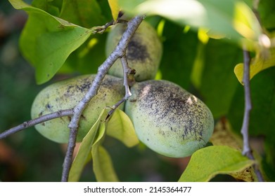 Closeup View Of Ripening Paw Paw Fruits Growing On A Tree.