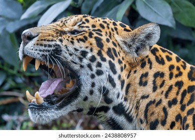 Close-up view of a roaring Jaguar (Panthera onca)
