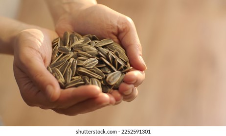 Vista de cerca de las semillas de girasol asadas. Mujer sosteniendo un montón de semillas de girasol.