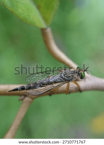 close-up view of a robber fly
