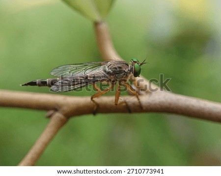 close-up view of a robber fly