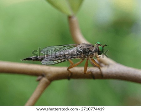 close-up view of a robber fly