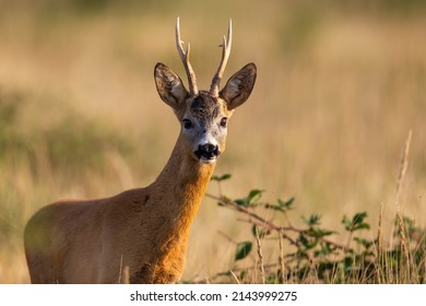 Close-up view of a roe deer alert buck facing camera on summer meadow