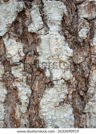 Close-up view of rough tree bark texture, featuring cracked brown and beige surfaces with flaky layers and natural patterns. The bark's rugged look reflects the tree's age and resilience.