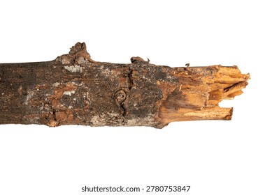 A close-up view of a rough, weathered tree branch with bark and a broken end