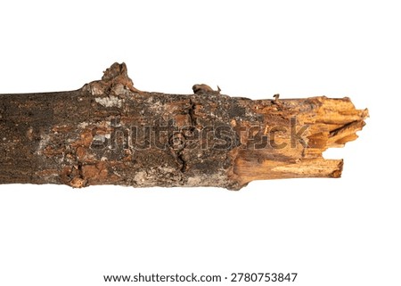 A close-up view of a rough, weathered tree branch with bark and a broken end