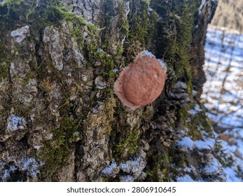 A close-up view of a round brown bracket fungus growing on the rough, moss-covered bark of a tree trunk. A light dusting of white snow covers the moss and fungus in a winter forest setting.