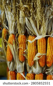 A close-up view of rows of yellow-orange corn cobs, dried with their husks, at an agricultural exhibition. The cobs are tied together and hung vertically, creating an appealing natural texture against a backdrop of straw and warm exhibition lighting.