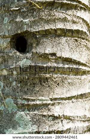 A close-up view of the rugged, aged bark of a tree, featuring a significant hole, likely a bird's nest or animal shelter, and patches of greenish-gray lichen.