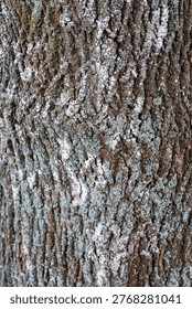 Close-up view of rugged tree bark showcases intricate patterns and lichen patches, revealing the timeless story of nature in a tranquil forest setting. Soft light enhances its earthy tones.